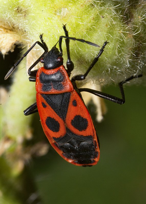 клоп солдатик, мальва Парадный мундирphoto preview