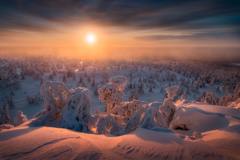 снег, ёлки, деревья, зима, солнце, небо Зима близкоphoto preview