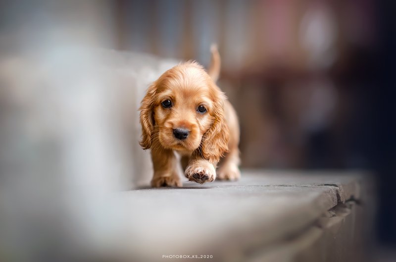 осень, портрет, движение, собака, анималистика Малышиphoto preview