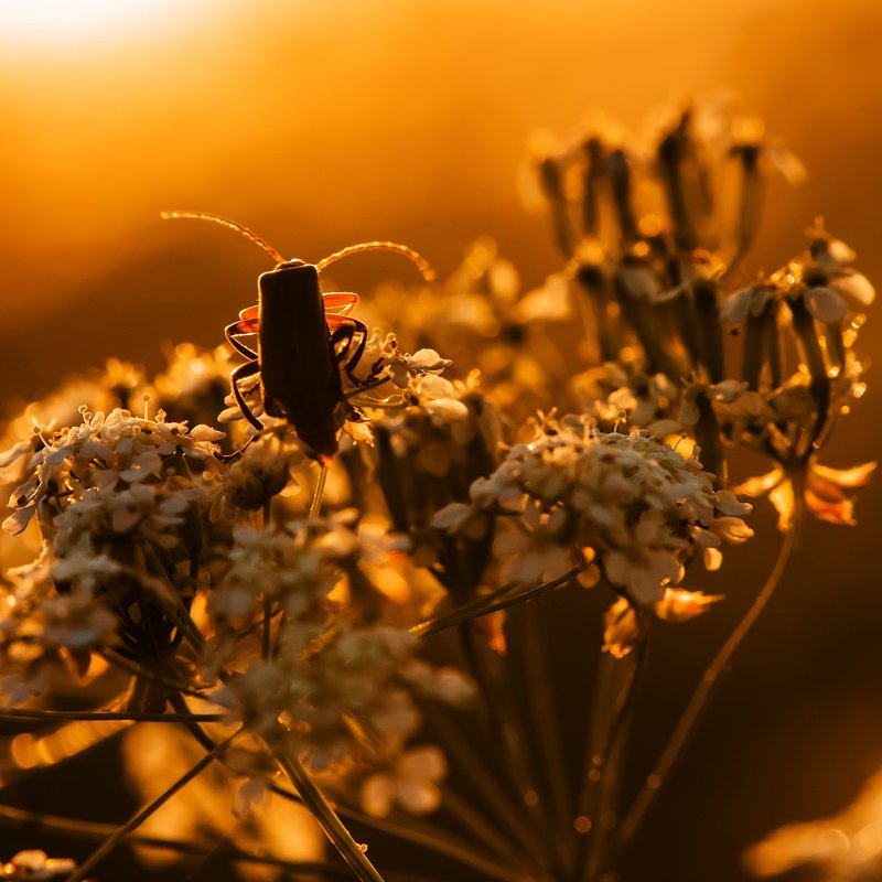 На встречу солнцуphoto preview