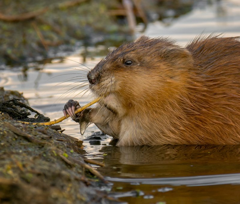 зверёныш, ондатра, завтрак, еда, корень, водоросли, озеро, завтракаем с удовольствием.. фото превью