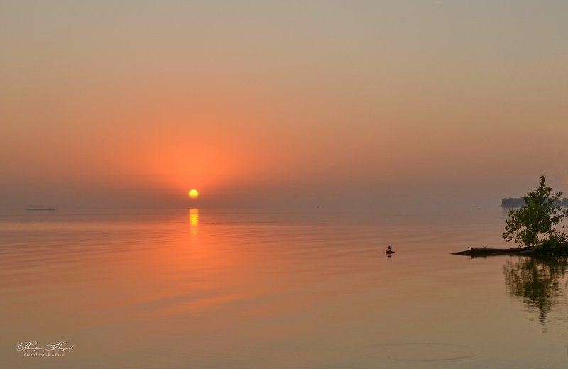 утро, сентябрь, восход, рассвет, птица Утренний минимализмphoto preview