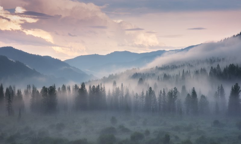 алтай, горный алтай, июль, горы, шебалинский район, река, туман, тайга, лес, ело, склоны гор, курильский чай Сиреневые грезыphoto preview