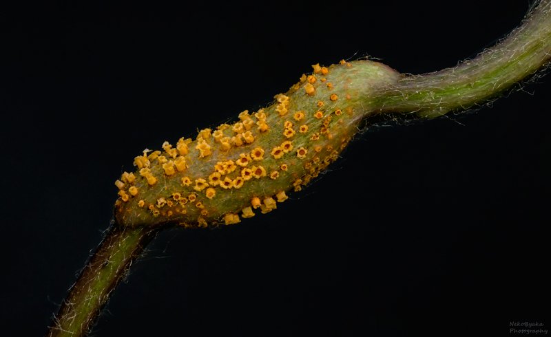 макро, природа, растения, грибы, паразиты, macro, nature, plants, fungi, parasites, Пукциниевыеphoto preview