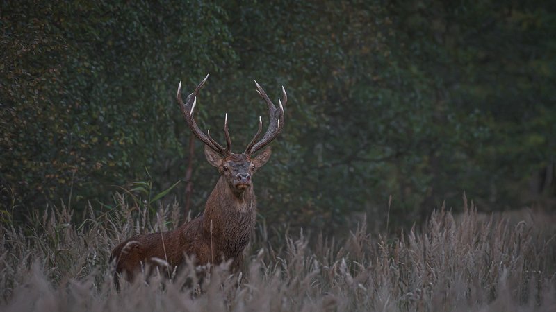 real wildlife, wildlife, nature, forest, wildlife photographer, red deer, animal photography, благородный олень, дикая природа, \