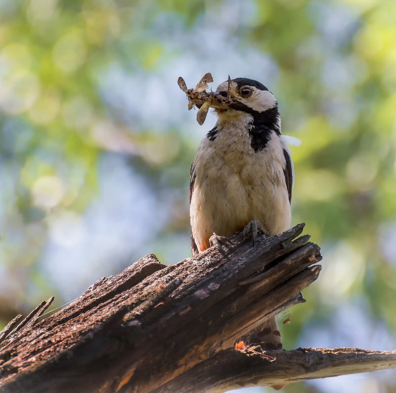 птица, пёстрый дятел, заботы, большой пёстрый дятел..photo preview
