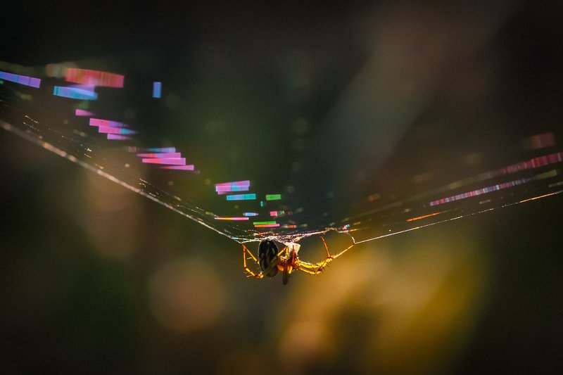 tokina 100 macro, beautiful, красивый, moment, момент, nature, природа, autumn, осень, осенняя, spider, паук, spiderweb, паутина, rainbow, радужная, sunny, солнечный, light, свет, warm, теплый, sunset, закатный, evening, вечер, Янтарно-искристое настроение…photo preview