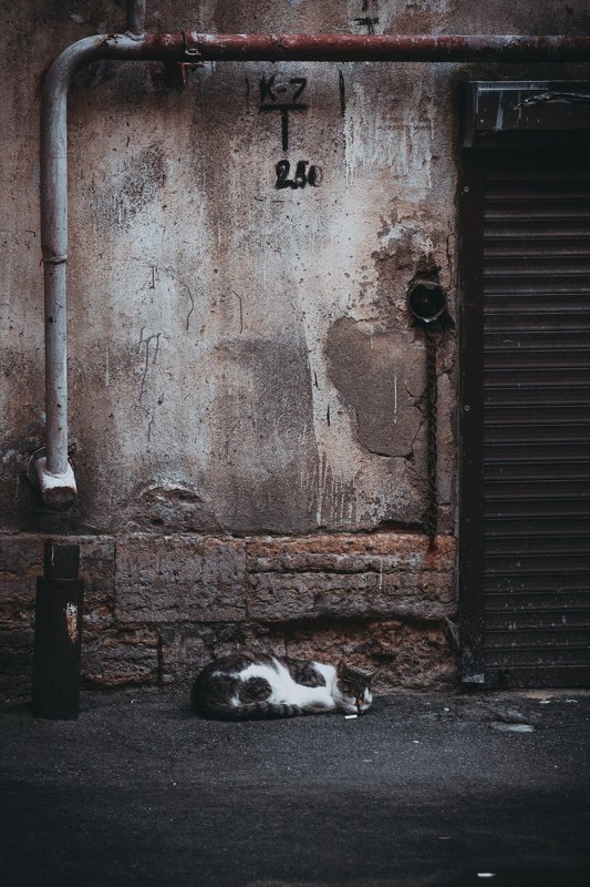 двор, животное, кот, коты, кошка, кошки городской обитательphoto preview