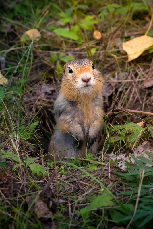 суслик Любопытствоphoto preview