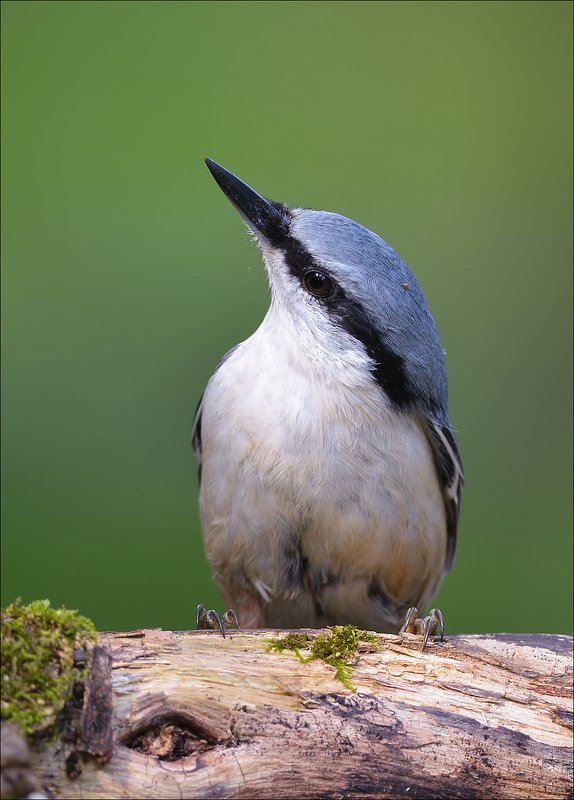 поползень Позёр...photo preview