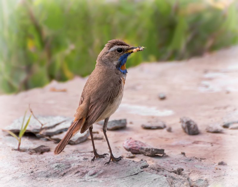 птица, варакушка, самец, варакушка..photo preview