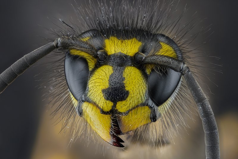 оса, насекомое, макро, супермакро, стекинг Осаphoto preview