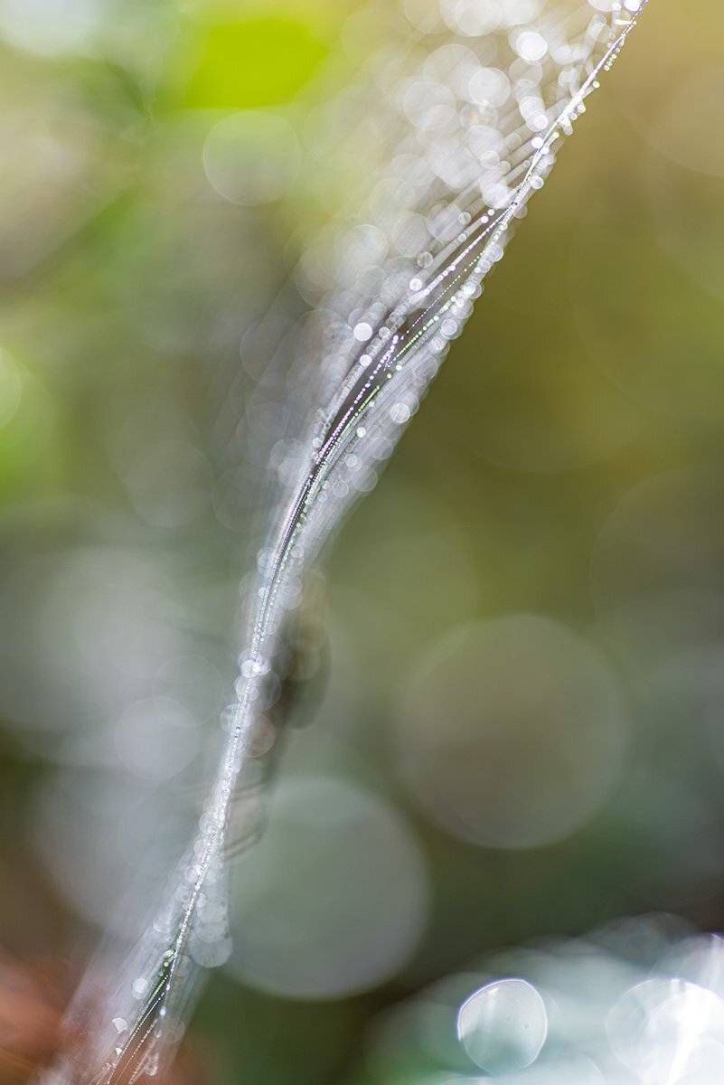 , Александр Земляной