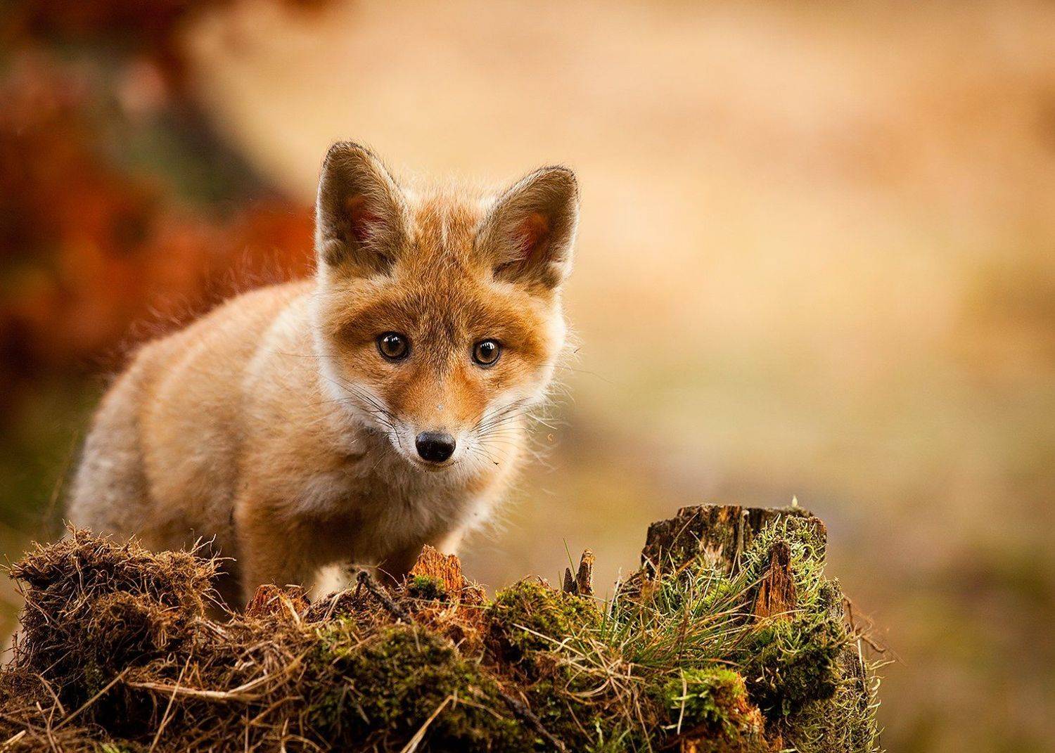 Fox. Автор: Robert Adamec , Robert Adamec