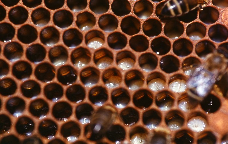 расплод. Расплод.photo preview