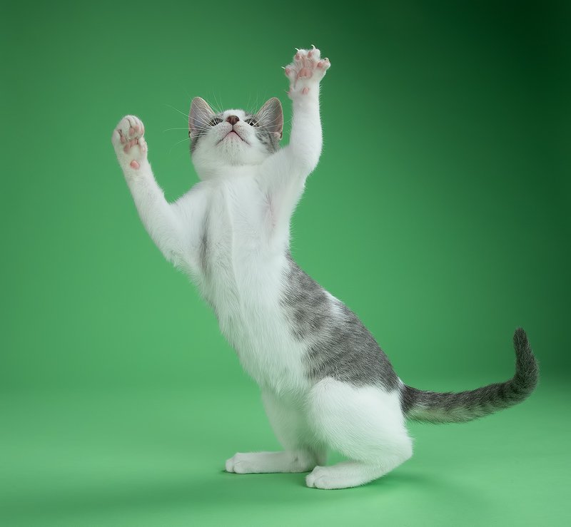 кошка, котенок, сats, домашнии любимцы, котенок, kitten, Cat Sage. Котенок Сэйджphoto preview