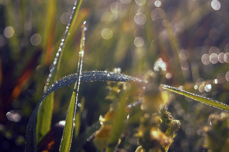 природа осень роса тени лес трава листья макро Вот и осень пришла...photo preview