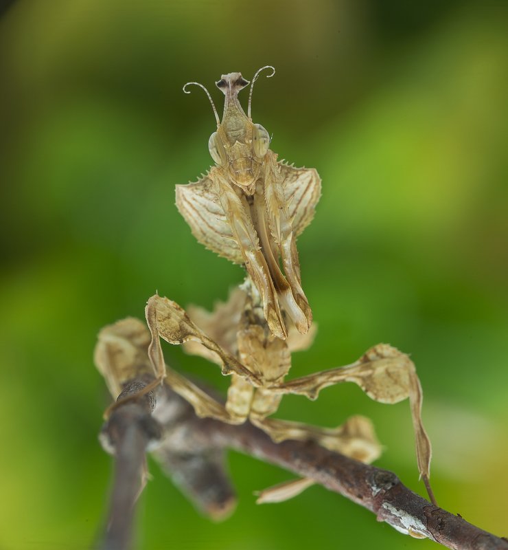 #mantis#macro#colors Am I Sexy?photo preview