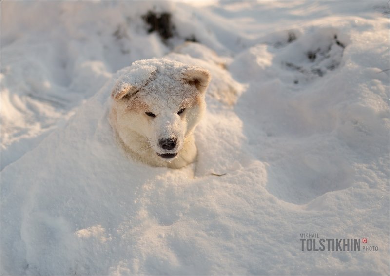 Акито-Ину Снежный песphoto preview