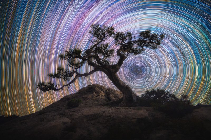 звездные следы, ночь, астрофотография, долгая выдержка, крым, космос, караул-оба, новый свет, сосна, дерево, startrails, night, long exposure, pine, crimea Звездные следы над пиком Космосphoto preview