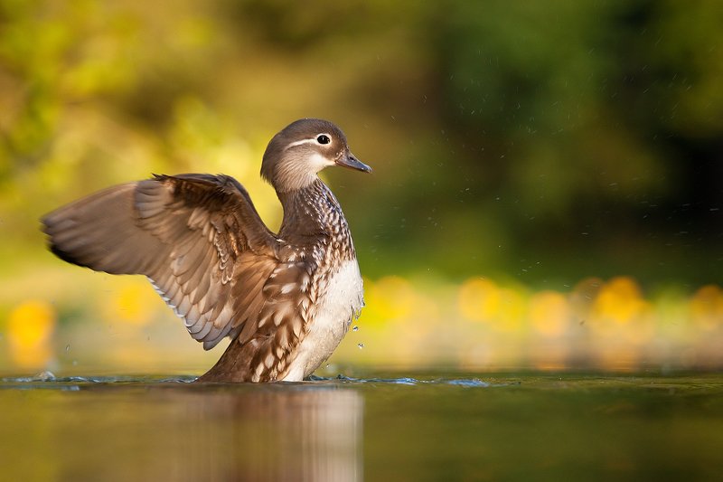 Mandarin duckphoto preview