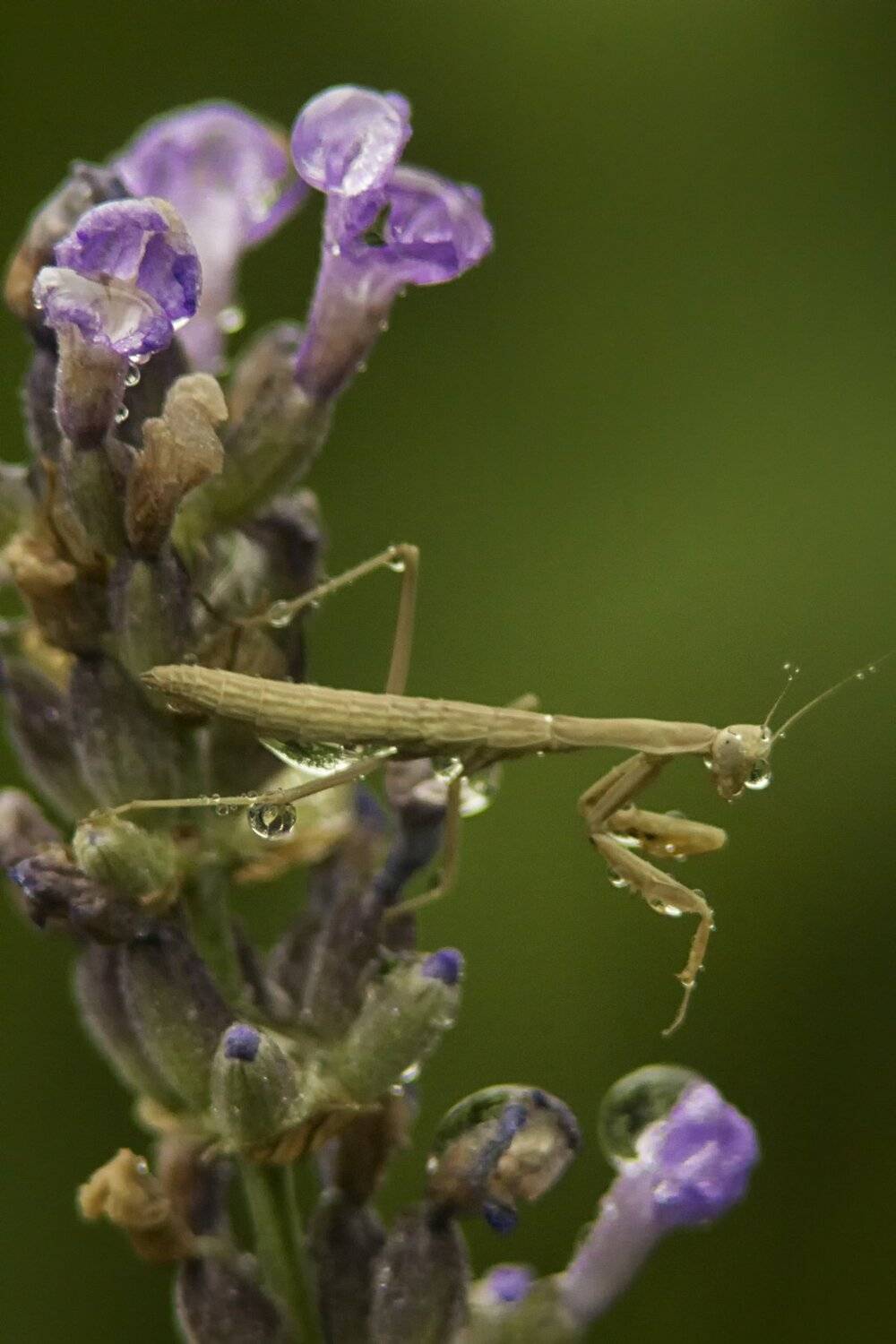 богомол, лаванда, цветок, крупный план. юпитер, макрокольца, Лионелла Зимина