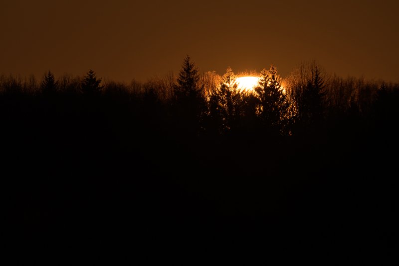 лес, ели, закат, солнце, солнечный диск, силуэты Закат с древнимиphoto preview