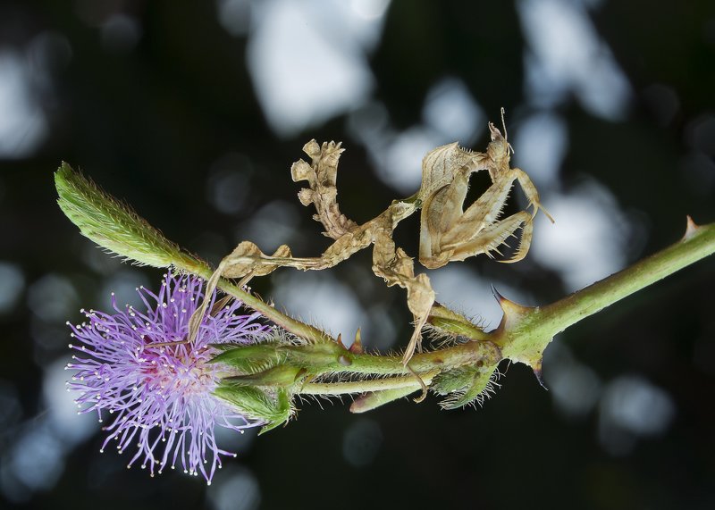 #mantis#macro#colors Mantisphoto preview