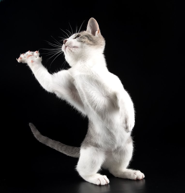 кошка, котенок, сats, домашнии любимцы, котенок, kitten Kitten Sage. Котенок Сэйджphoto preview