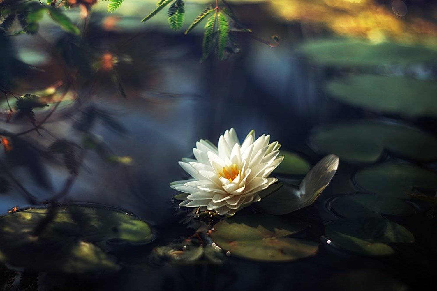 *. Автор: Елена Галицкая , Елена Галицкая