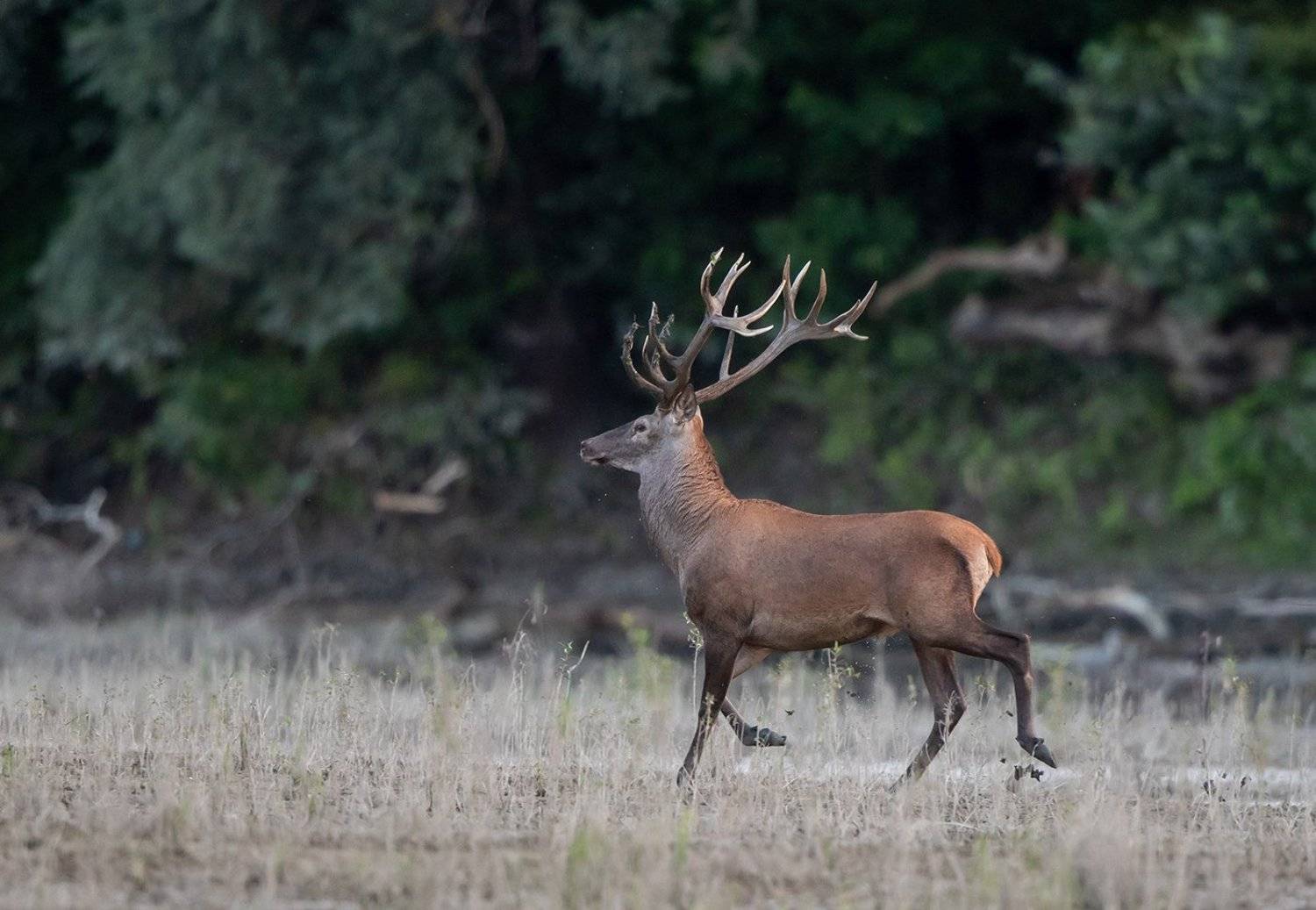 ***. Автор: Budimir Jevtic , Budimir Jevtic