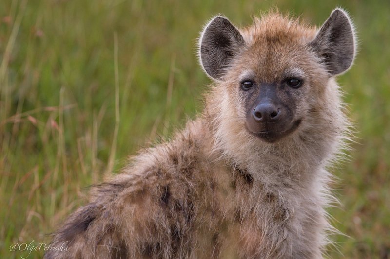 гиена, дикие_животные, саванна, африка Гиена.photo preview