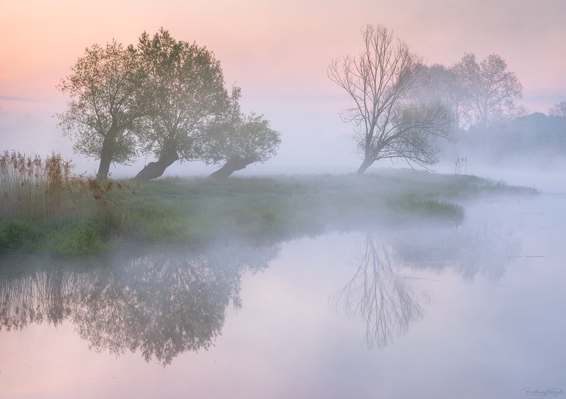 willow, morning, river, nature, silence Willowsphoto preview