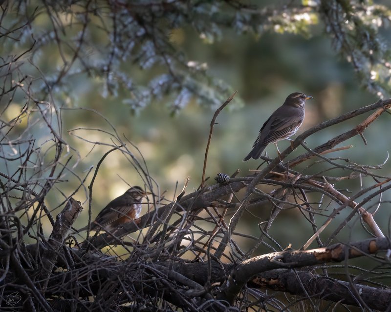 Iceland,birds Couplephoto preview