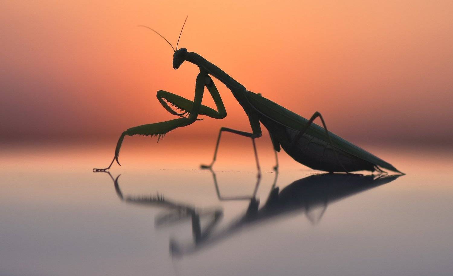 .... Автор: Макеев Алексей , Макеев Алексей