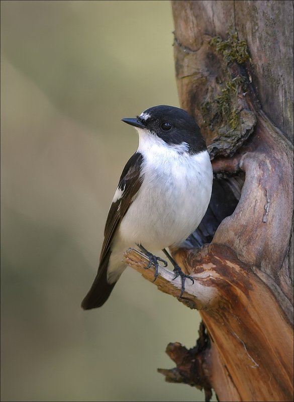 мухоловка-пеструшка Пеструшкаphoto preview