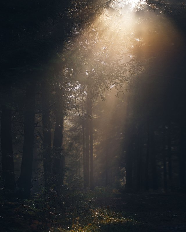 осень, лес, природа, урал, златоуст, туман Луч света в тёмном царствеphoto preview