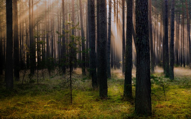 Poranne mgły i światłaphoto preview