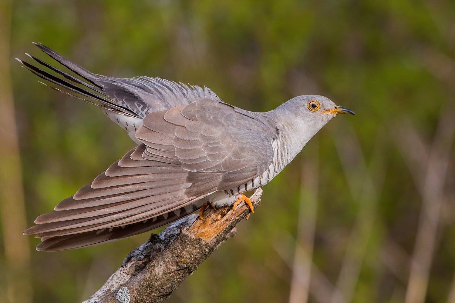 Про кукушку. Автор: Евгений Попов кукушка, птица, bird, cuckoo, Евгений Попов