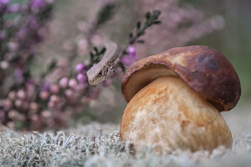 Под присмотром. фото превью