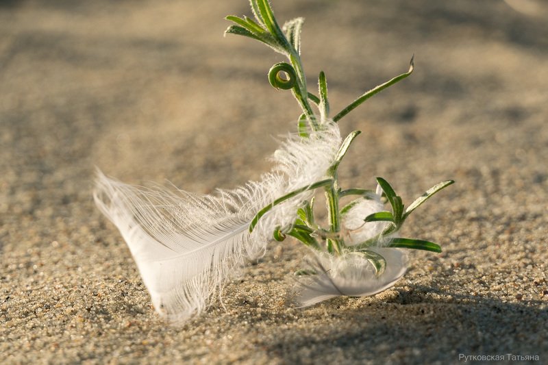 Пёрышкиphoto preview