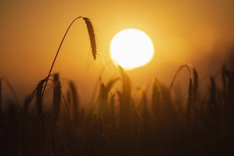 природа, пейзаж, закат, поле, солнце * * *photo preview