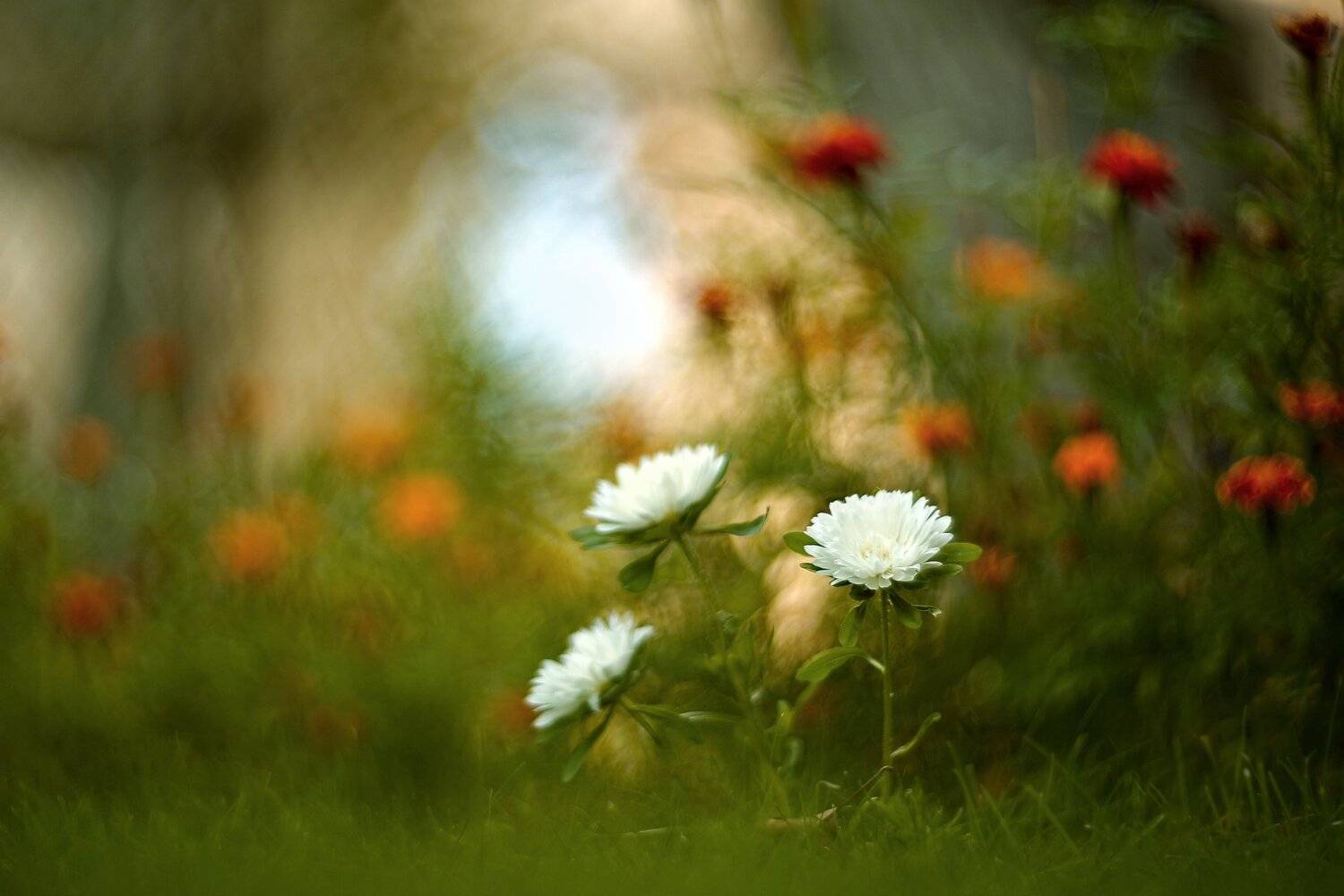 *****. Автор: Эдуард Колобошников , Эдуард Колобошников