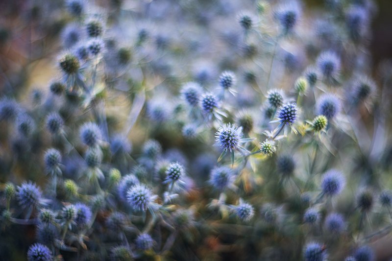 Синеголовникphoto preview