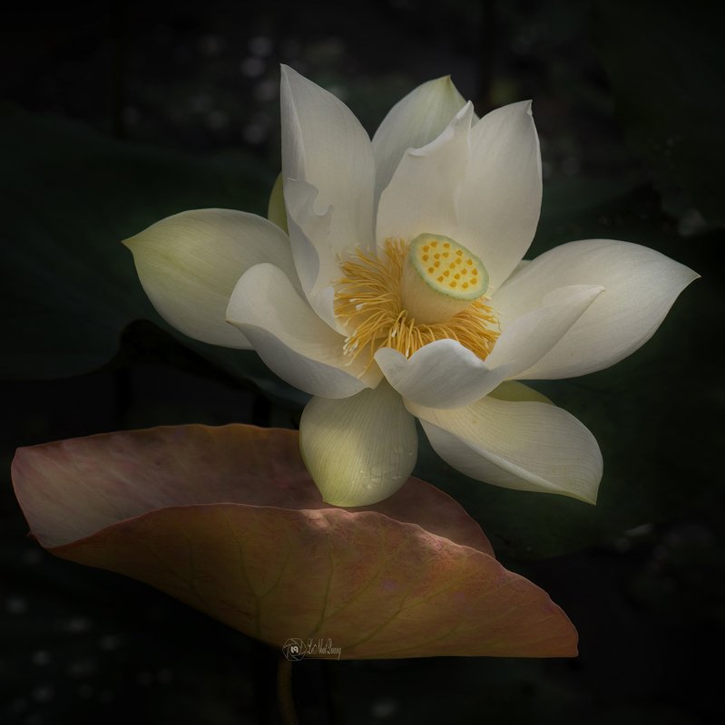 Lotus #2photo preview