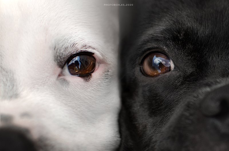 анималистика, портрет Инь и Яньphoto preview