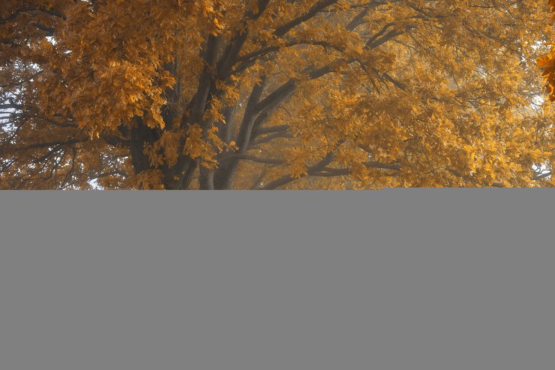 Золотые дубыphoto preview