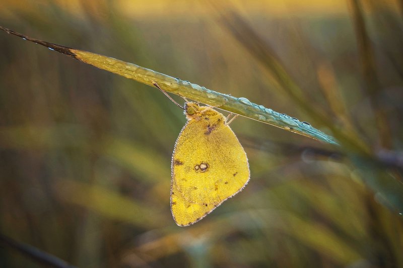природа  утро рассвет роса трава насекомые бабочка макро В лучах рассвета...photo preview