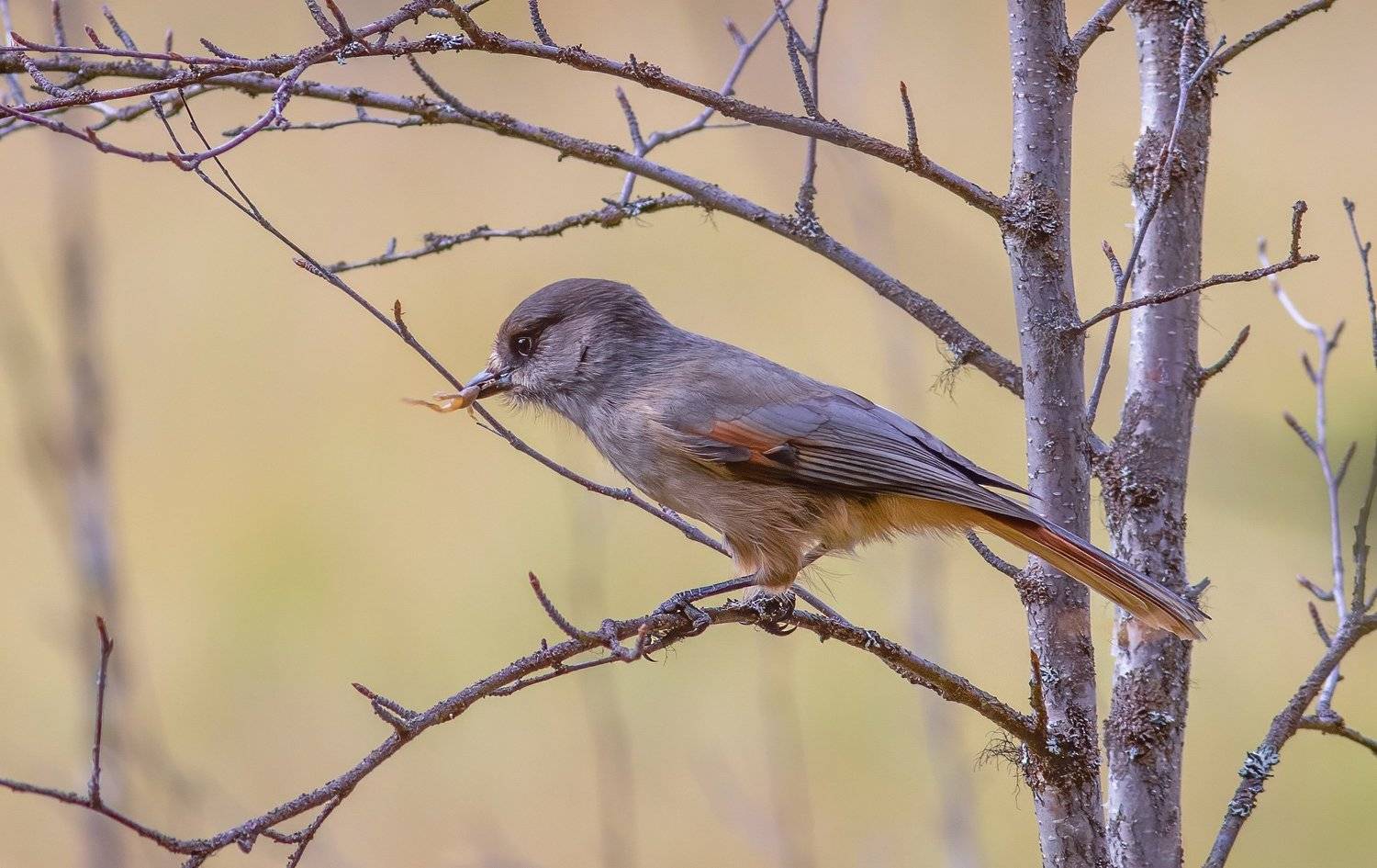 печора,коми,север,кукша,птицы,лето,природа,анималистика,наблюднние,орнитоло́гия,pechora, komi, north, kuksha, birds, summer, nature, animalism, observation, ornithology, Игорь Триер