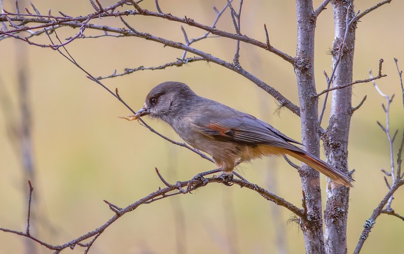 печора,коми,север,кукша,птицы,лето,природа,анималистика,наблюднние,орнитоло́гия,pechora, komi, north, kuksha, birds, summer, nature, animalism, observation, ornithology Кукшаphoto preview